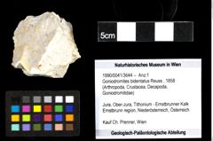 Foto (Objekt + Etiketten) von Goniodromites bidentatus (Reuss, 1858) 